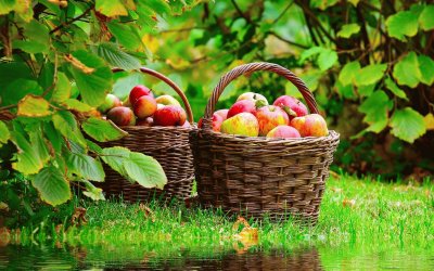 nature fruits basket apples