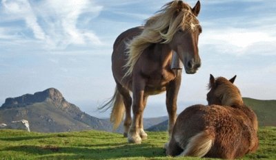 פאזל של Caballos