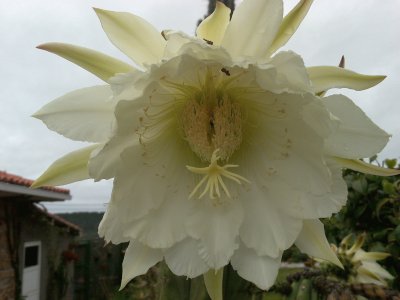 flor de cactus