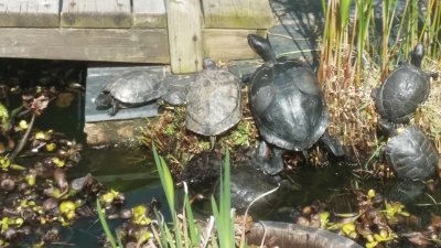 tortugas de agua