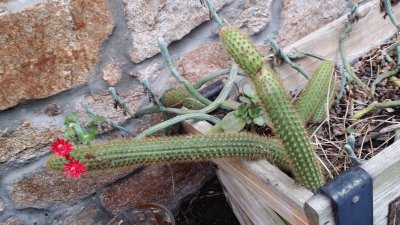 cactus jigsaw puzzle