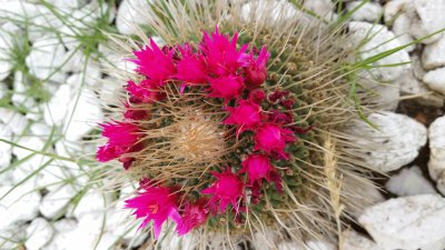 פאזל של cactus en flor
