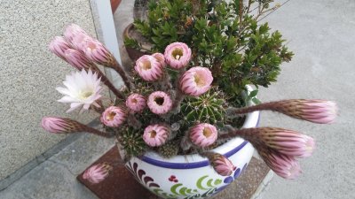 cactus en flor jigsaw puzzle