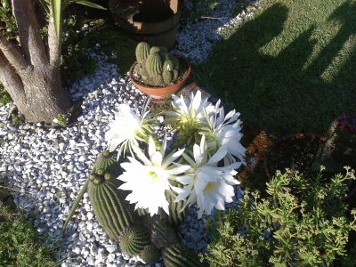 cactus en flor