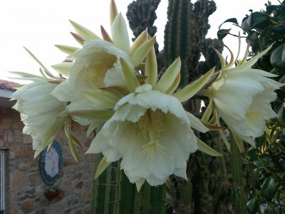 cactus en flor