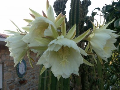 cactus en flor jigsaw puzzle