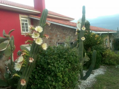 cactus jigsaw puzzle