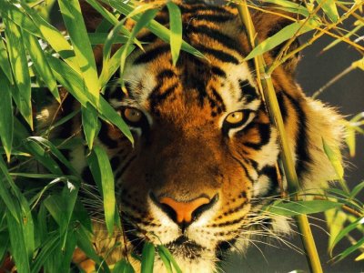 tigre jigsaw puzzle