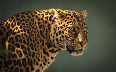 פאזל של leopardo