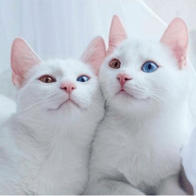 Gatitos