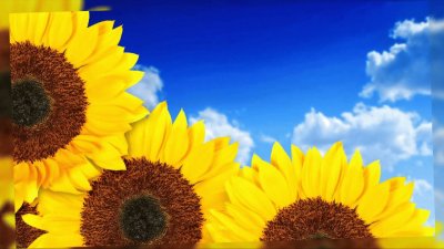 girasoles jigsaw puzzle