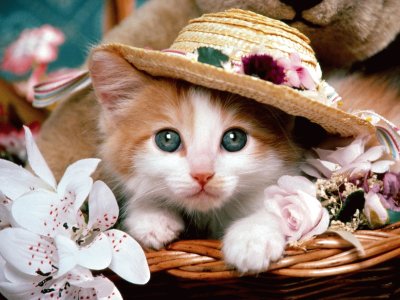 פאזל של gato sombrero