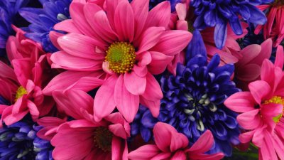 Vibrant Purple and Pink Flowers jigsaw puzzle