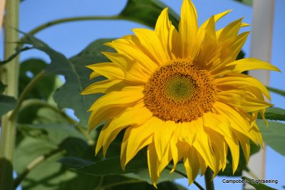 Sun Flowers