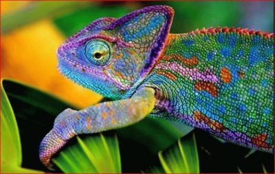 CAMALEON jigsaw puzzle