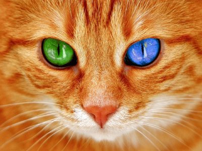Gato-Ojos-Bi Color.