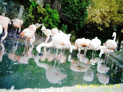 פאזל של zoo santiago