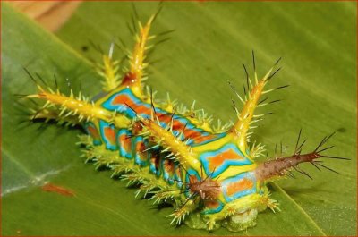 ORUGA ESPINOSA