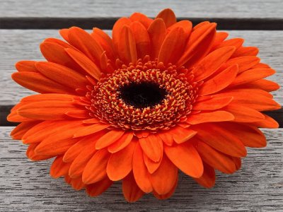 פאזל של Flor- Gerbera-Naranja.