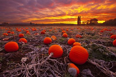 Pumpkin Farm at Sunset