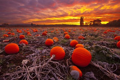 Pumpkin Farm at Sunset jigsaw puzzle