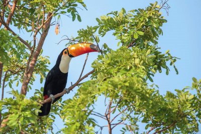 Tucano jigsaw puzzle