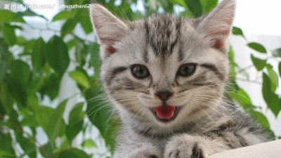 cat7