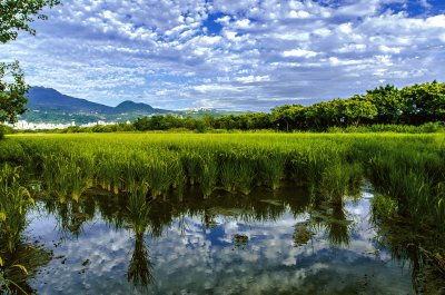 Beitou-rice field jigsaw puzzle