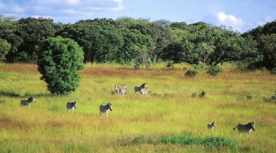 Mukuvisi Woodlands Harare jigsaw puzzle