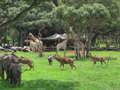 wild is life harare