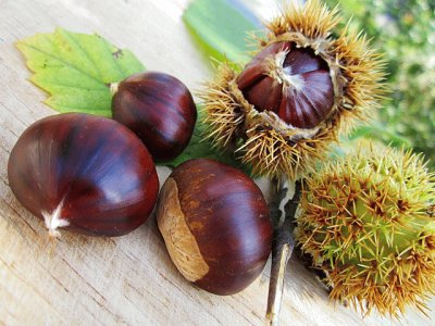 castagne jigsaw puzzle