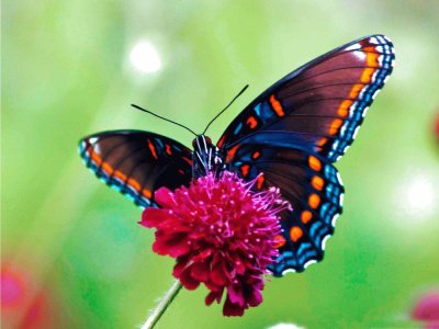 mariposa jigsaw puzzle