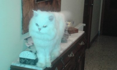 vicente