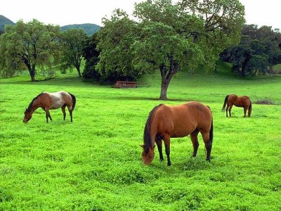 פאזל של CABALLOS