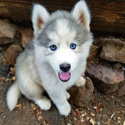 lindo Husky