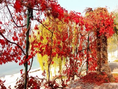 autunno sul lago di Garda jigsaw puzzle