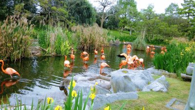 Grupo de flamencos