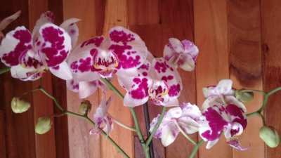 Orquideas jigsaw puzzle