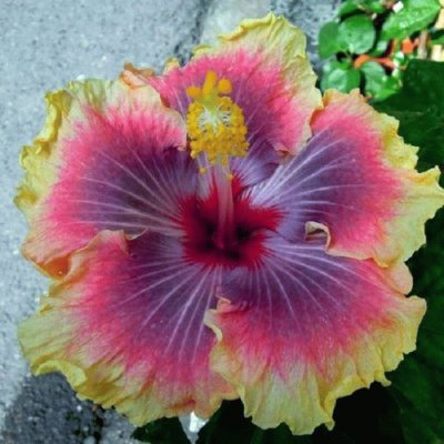 פאזל של Hibiscus