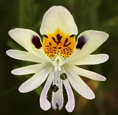 Mariposita Blanca