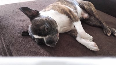 boston terrier