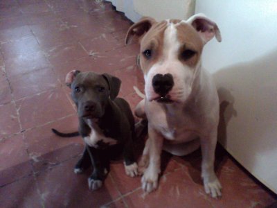 mis perritos