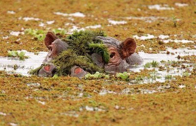 Hippo/Amboseli Natl. Park jigsaw puzzle