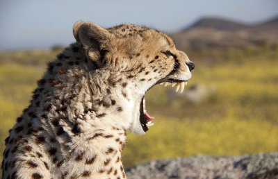 Cheetah/Amboseli Natl. Park jigsaw puzzle