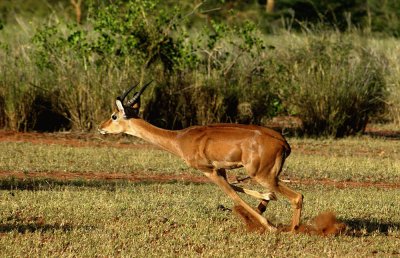 Antelope Running/Africa