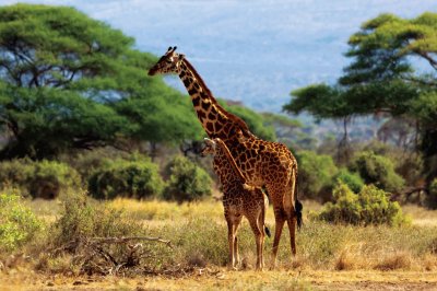 Giraffe Mom and Baby/Africa