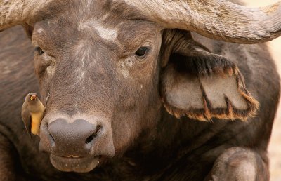 Water Buffalo with Friend/Africa