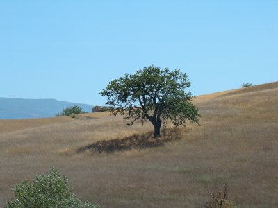 פאזל של campagne calabraise