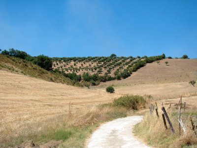 campagne calabraise