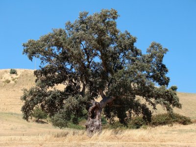 פאזל של campagne calabraise